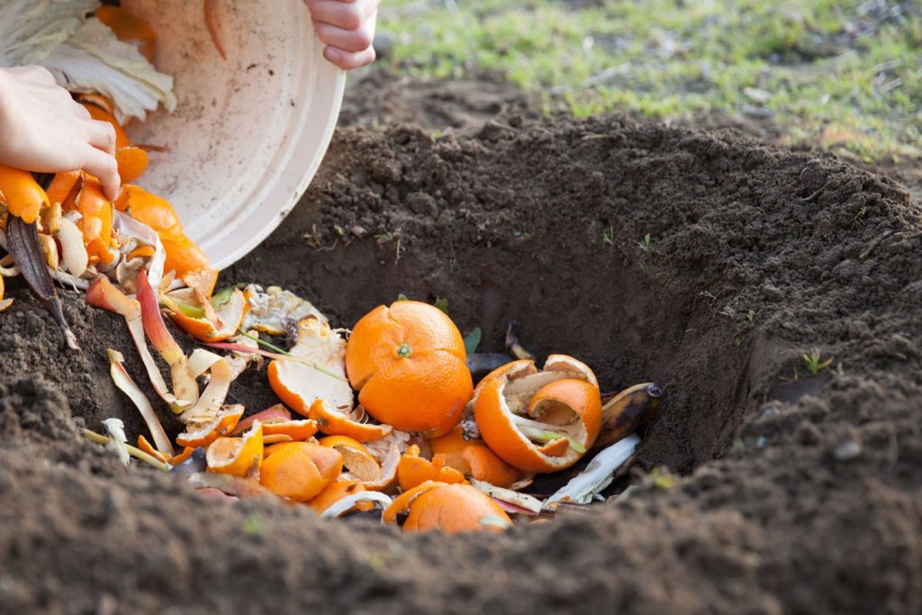 épluchures dans compost