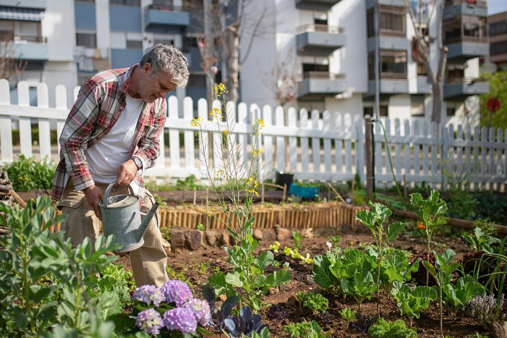 entretien des hortensias