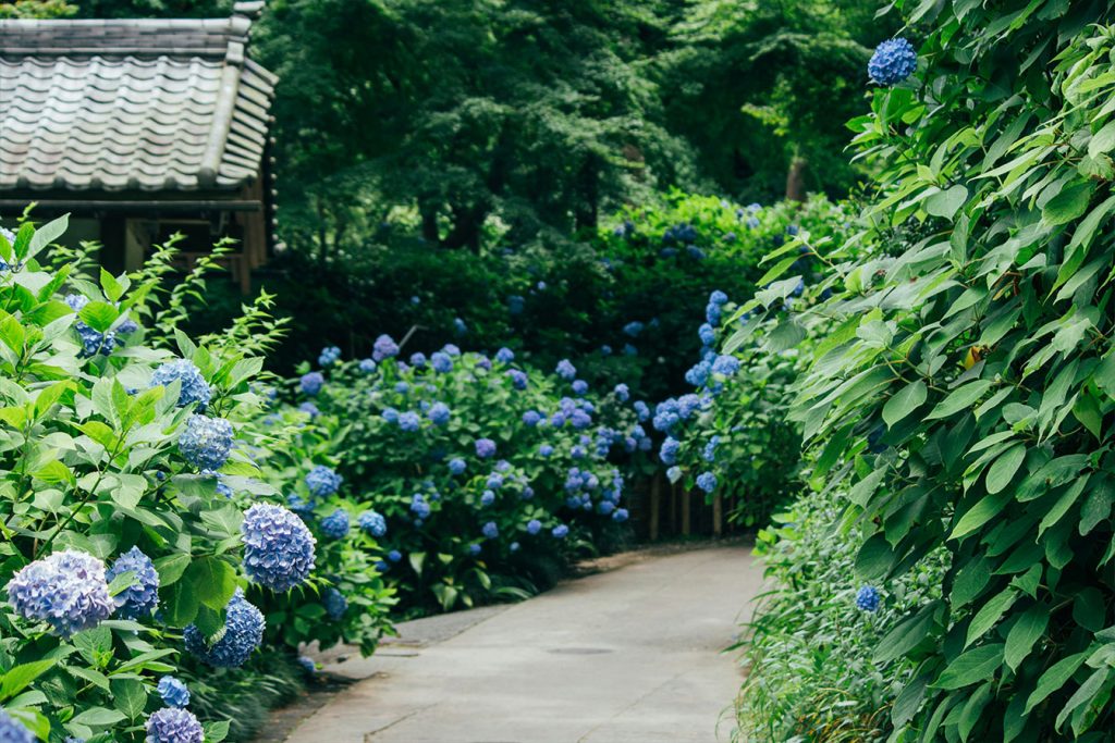 hortensias dans cour