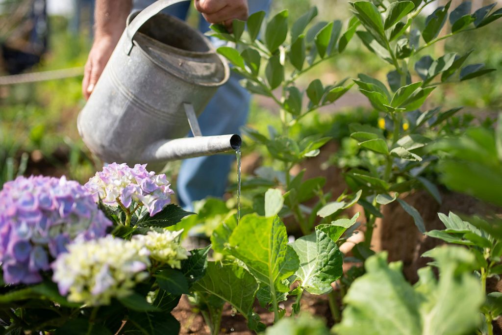 arrosage d'hortensias