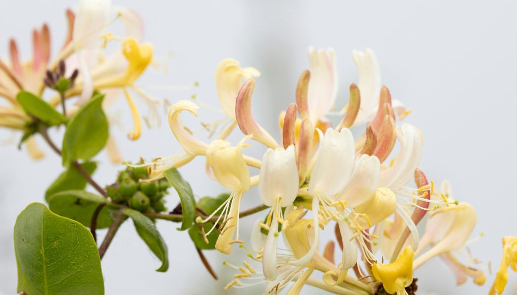 Bouturer-du-chevrefeuille-etapes-cles-pour-reussir-vos-boutures