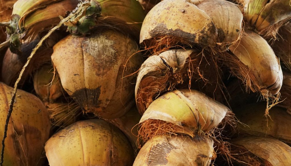 découvrez les avantages et les inconvénients de la fibre de coco pour le jardinage et le paillage, afin d'optimiser la santé de vos plantes et la qualité de votre sol.