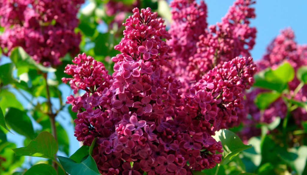découvrez nos conseils pour la plantation, la taille et l'entretien du lilas des indes afin d'obtenir une floraison abondante et éclatante dans votre jardin.