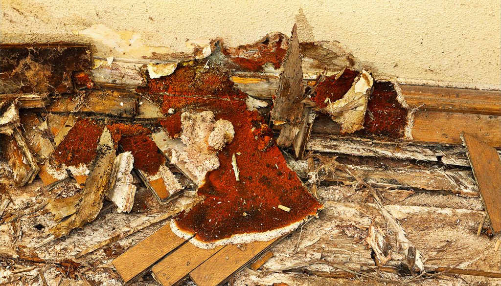 découvrez les risques liés à la mérule sur le bois de chauffage, ainsi que les méthodes de prévention et les bonnes pratiques pour un stockage sécurisé et efficace.