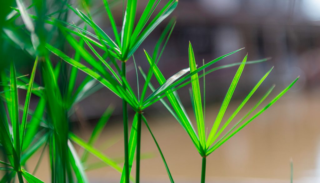 Entretien du papyrus en intérieur : arrosage, lumière et rempotage