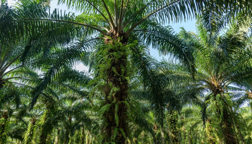 Peut-on brûler du bois de palmier dans un poêle ou une cheminée ?