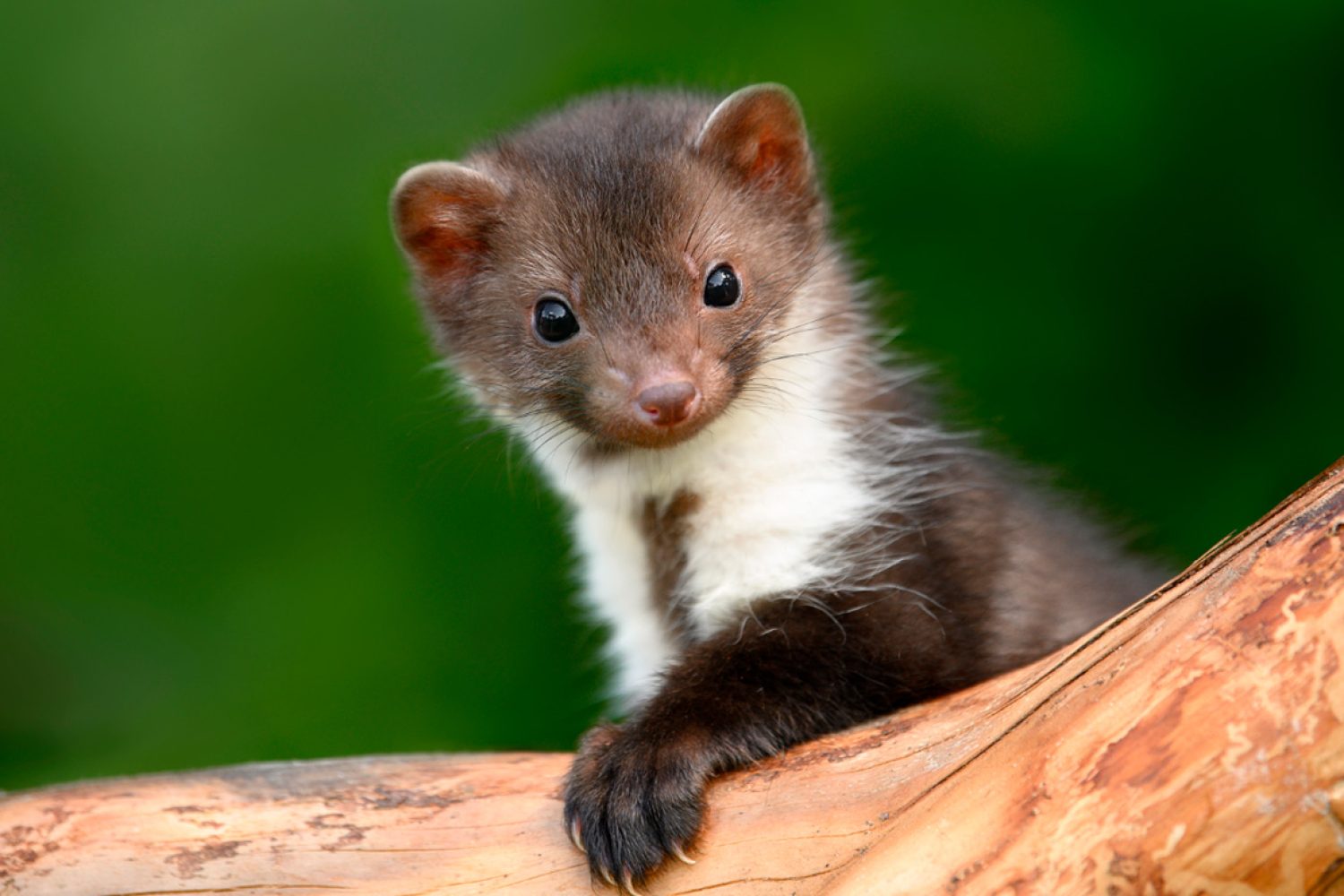 Poison mortel pour fouine : quelles alternatives légales et plus responsables ?