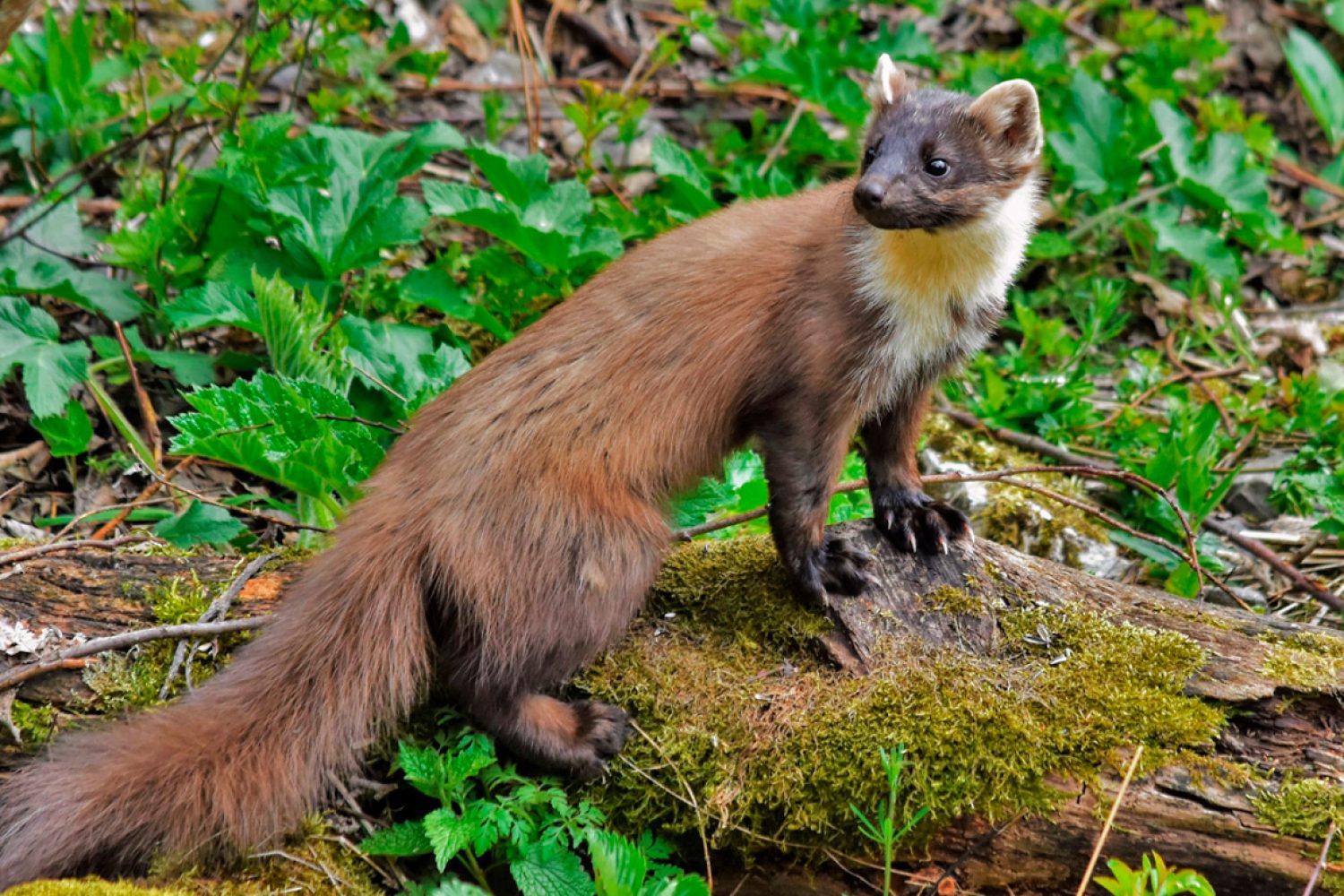 Poison mortel pour martre : réglementation et méthodes d’éloignement à privilégier