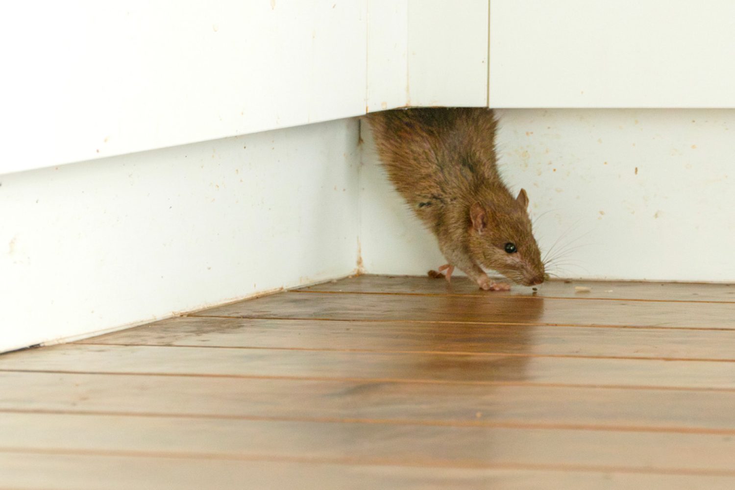 Souris qui rentre dans la maison : signification et raisons très concrètes