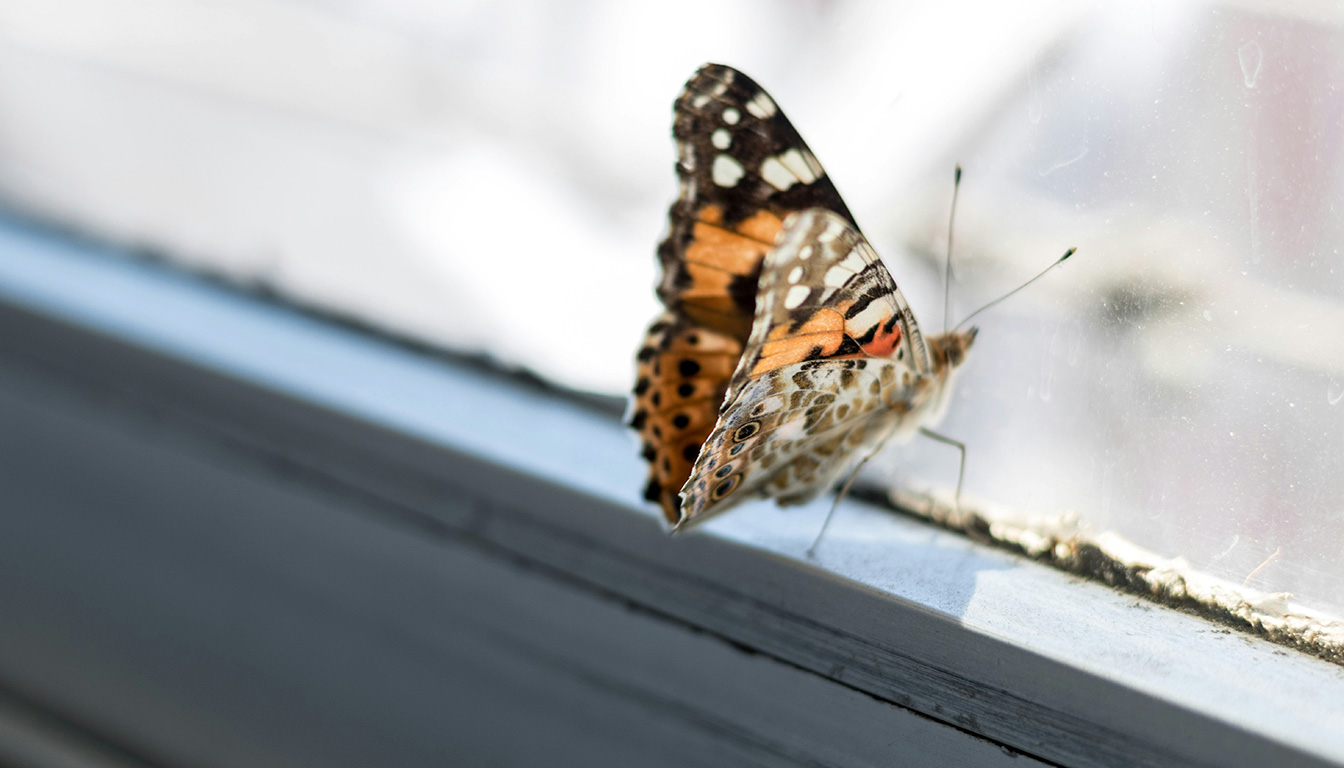 découvrez la signification d’un papillon dans la maison : explorez les superstitions, les symboles et les diverses explications liées à cette apparition mystérieuse.
