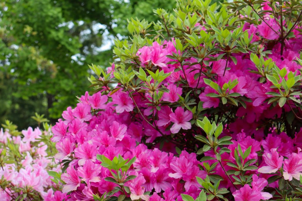 Durée de vie d’un azalée — fleurs d'azalée dans le jardin