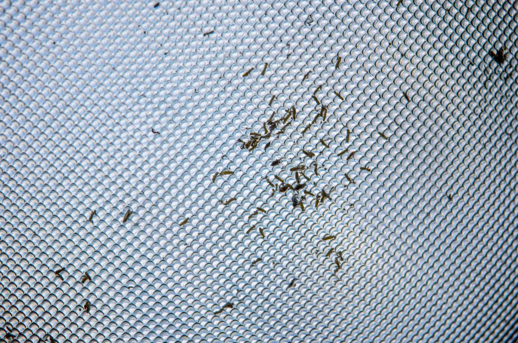 Asticot dans la maison signification, — infestation d'asticots dans une maison