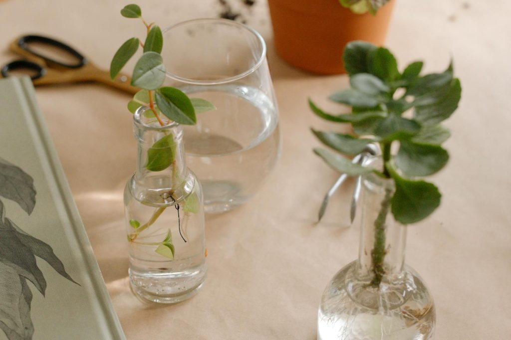 Bouture de mimosa quand et — bouture de mimosa en propagation