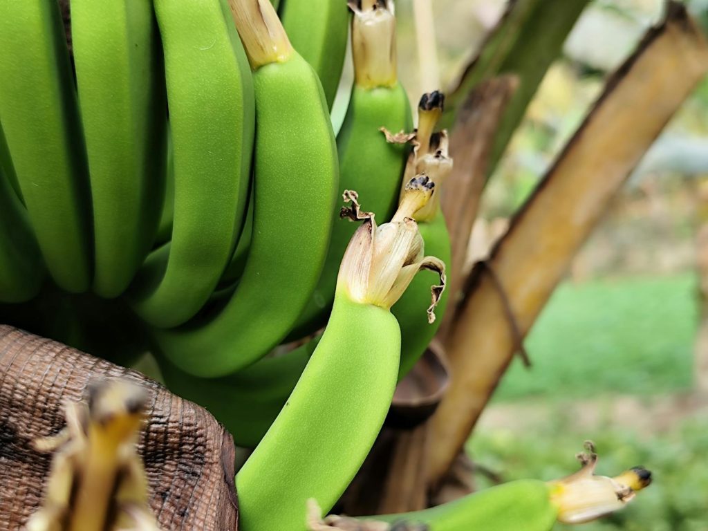 Comment faire pousser un bananier — plante de bananier poussant dans le jardin