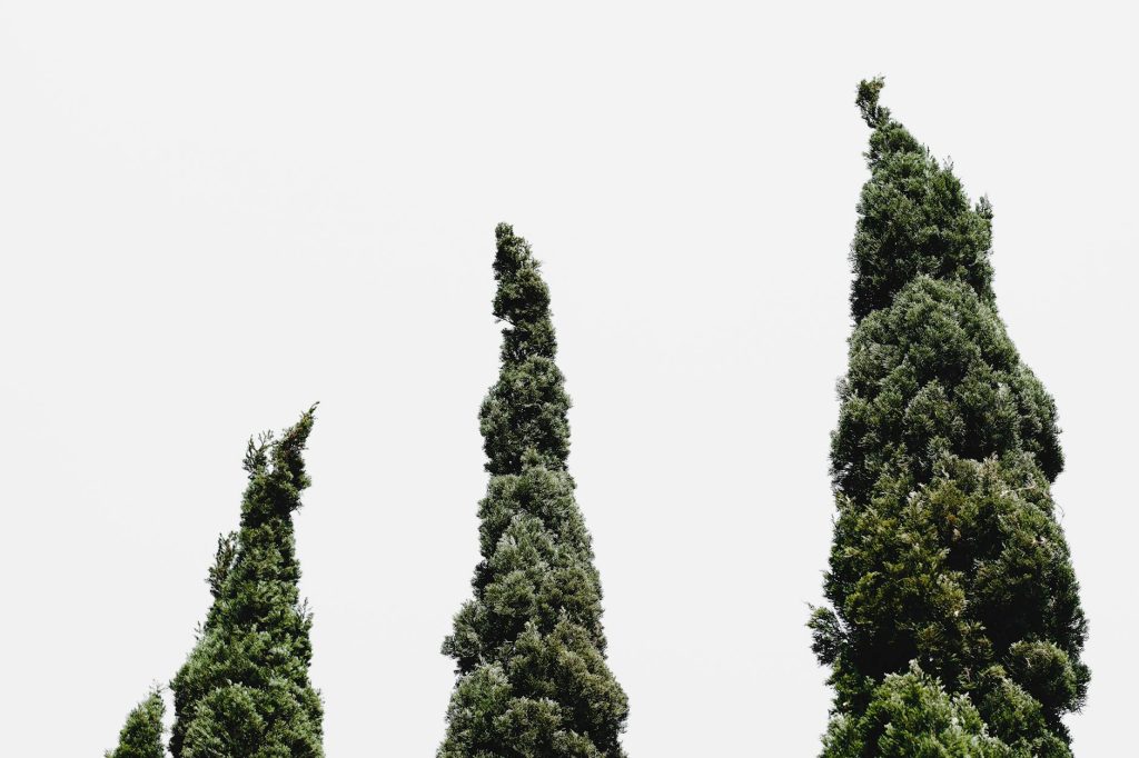 Cyprès inconvénients majeurs au jardin — problèmes de cyprès au jardin