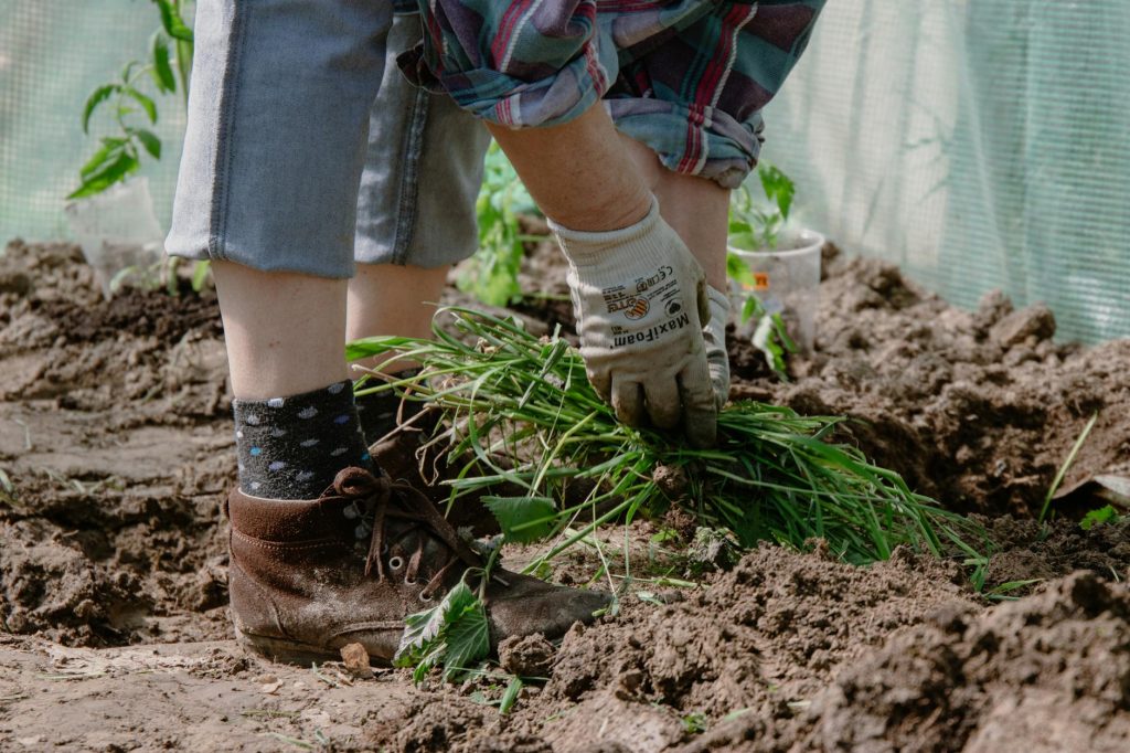 Désherbant naturel qui tue les — désherbant naturel plantes jardin