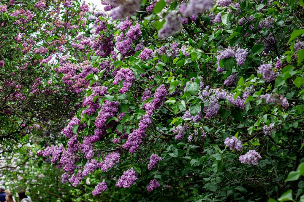 Lilas des Indes qui ne — arbre lilas en fleurs jardin