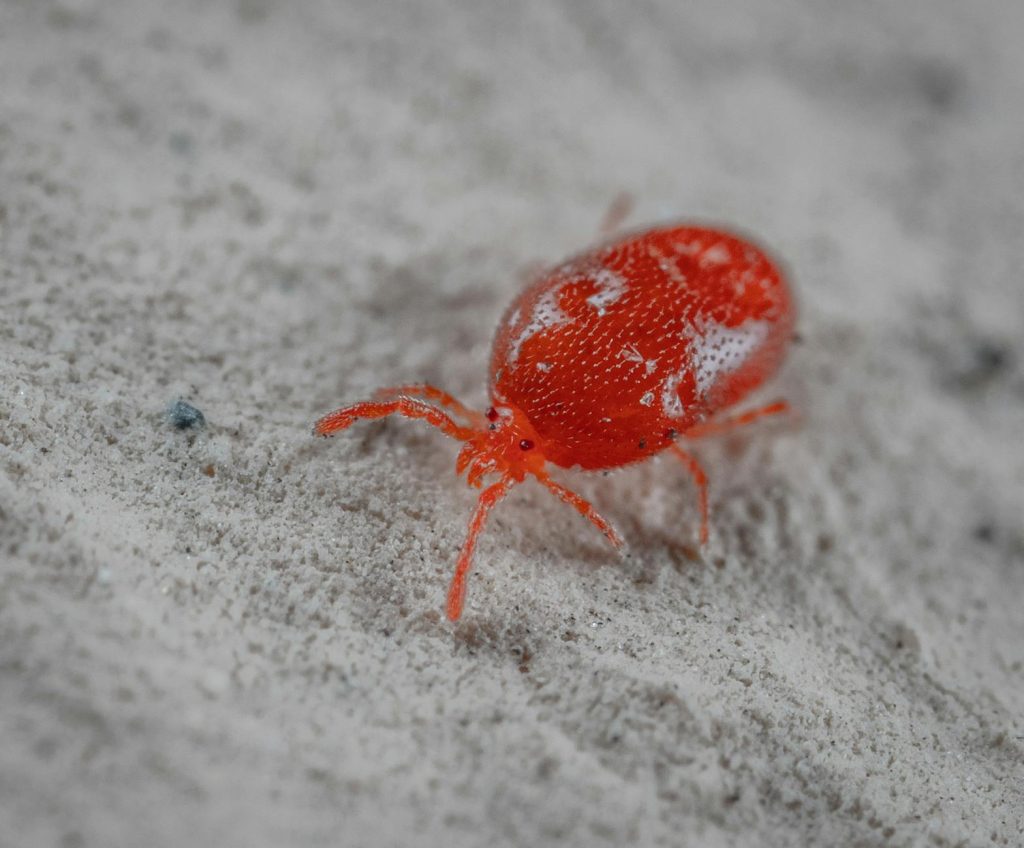 Mite de poussière de quoi — mite de poussière gros plan sur matelas