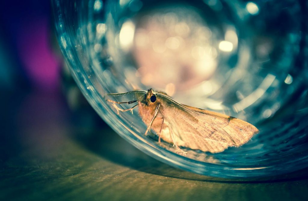 Papillon de nuit dangereux mythe — papillon de nuit près d'une lumière