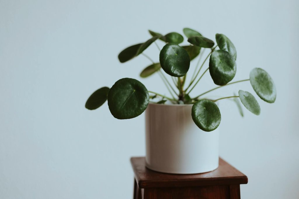 Peperomia vs Pilea différences, entretien — plantes Peperomia et Pilea décoration intérieure