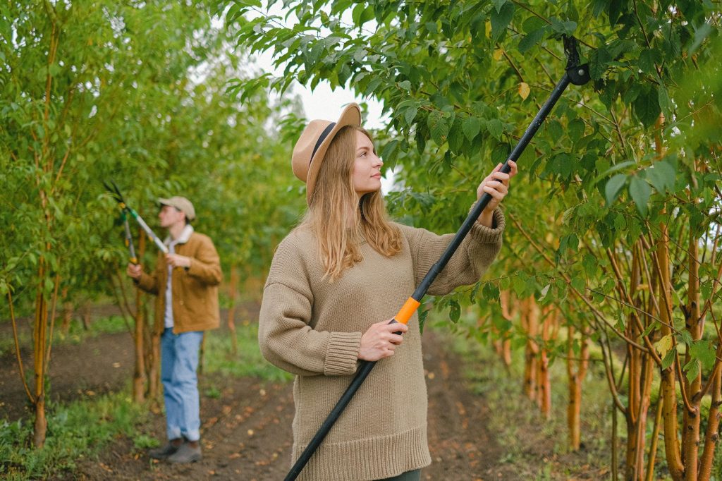 Tableau de vitesse de croissance — arbres à croissance rapide jardin