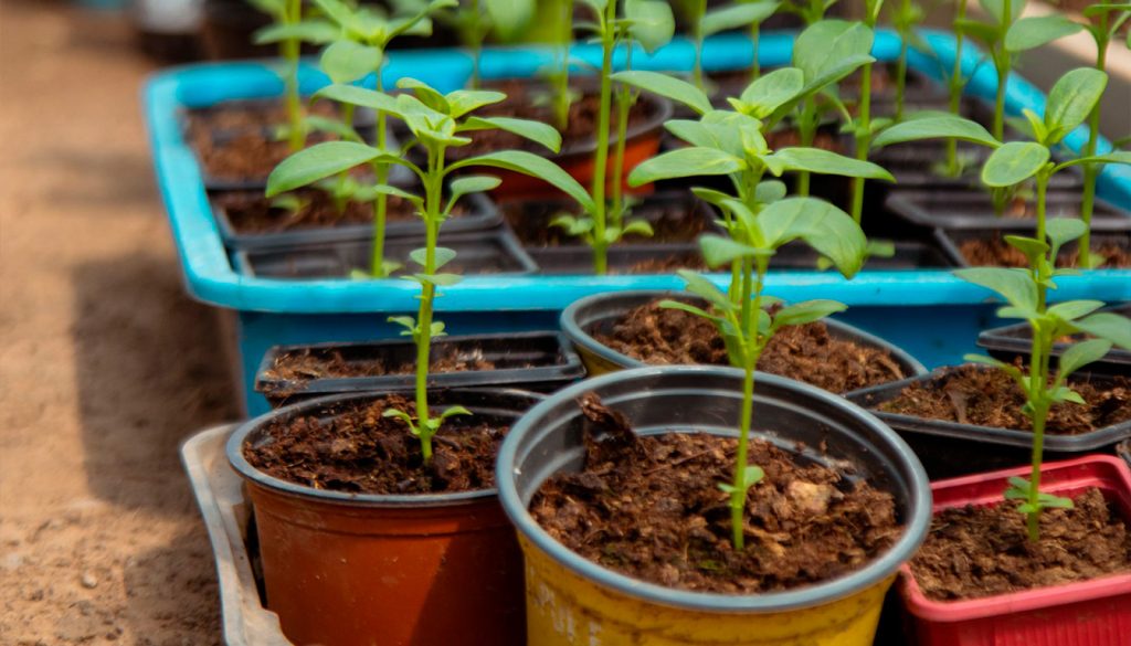 découvrez les activités essentielles à réaliser au jardin en mars : préparations du sol, tailles des plantes et premiers semis pour un printemps réussi.