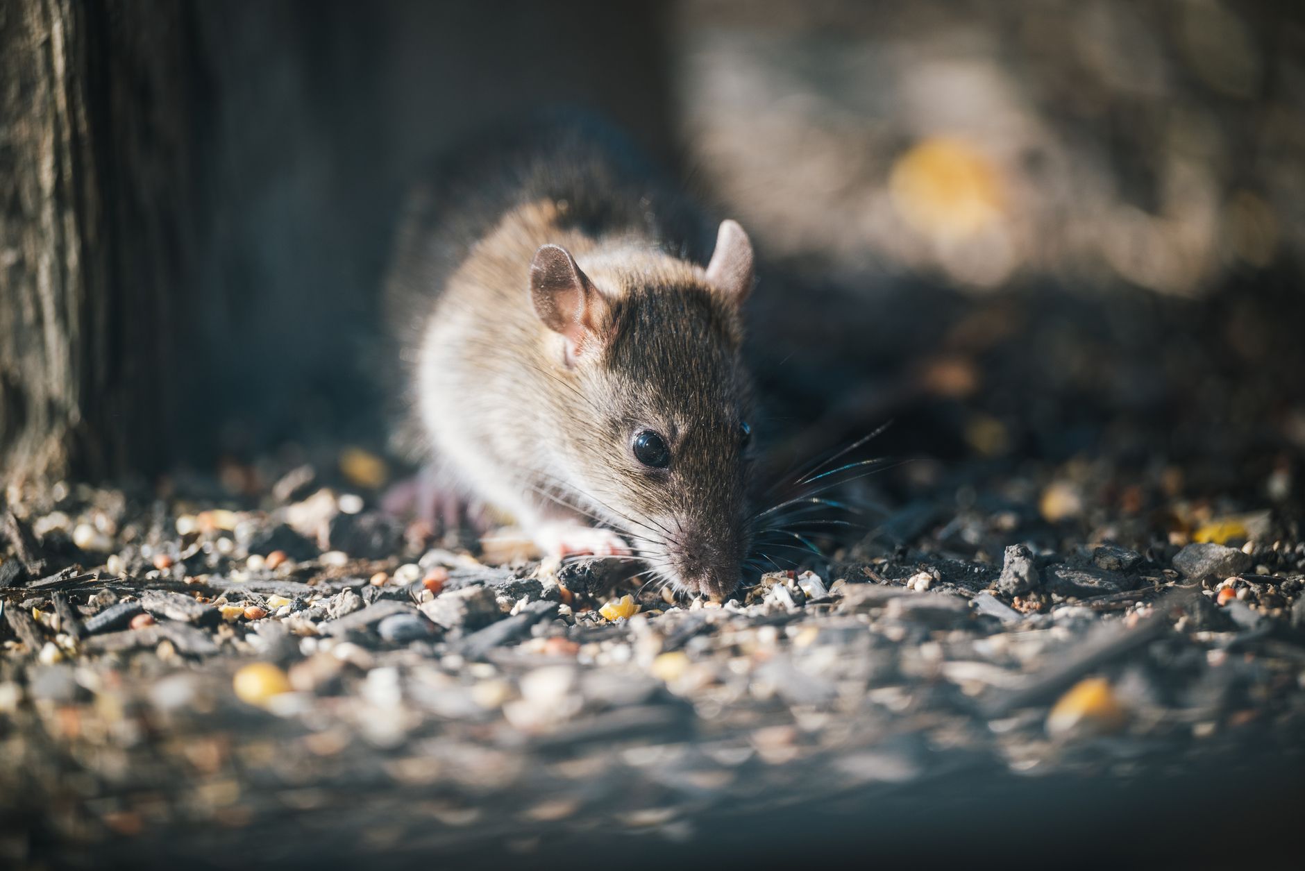 Comprendre les rats dans une maison avant toute élimination — piège à rat dans une cuisine