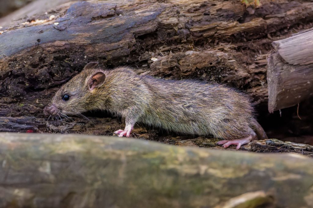 Comment se débarrasser des rats — piège à rat dans une cuisine