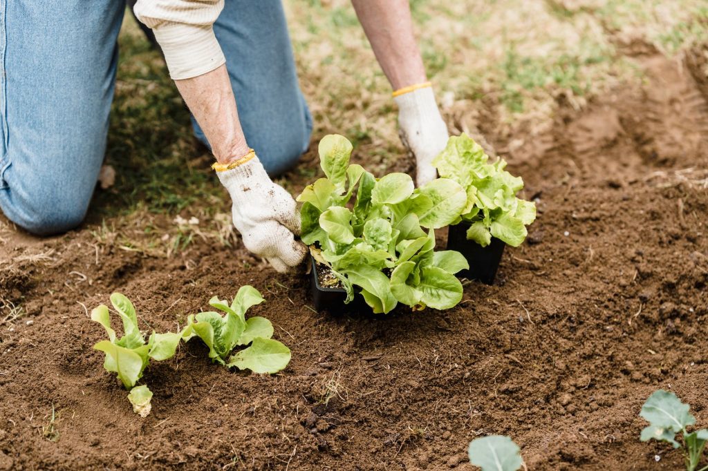Que faire au jardin en — jardin semis de jeunes plants avril