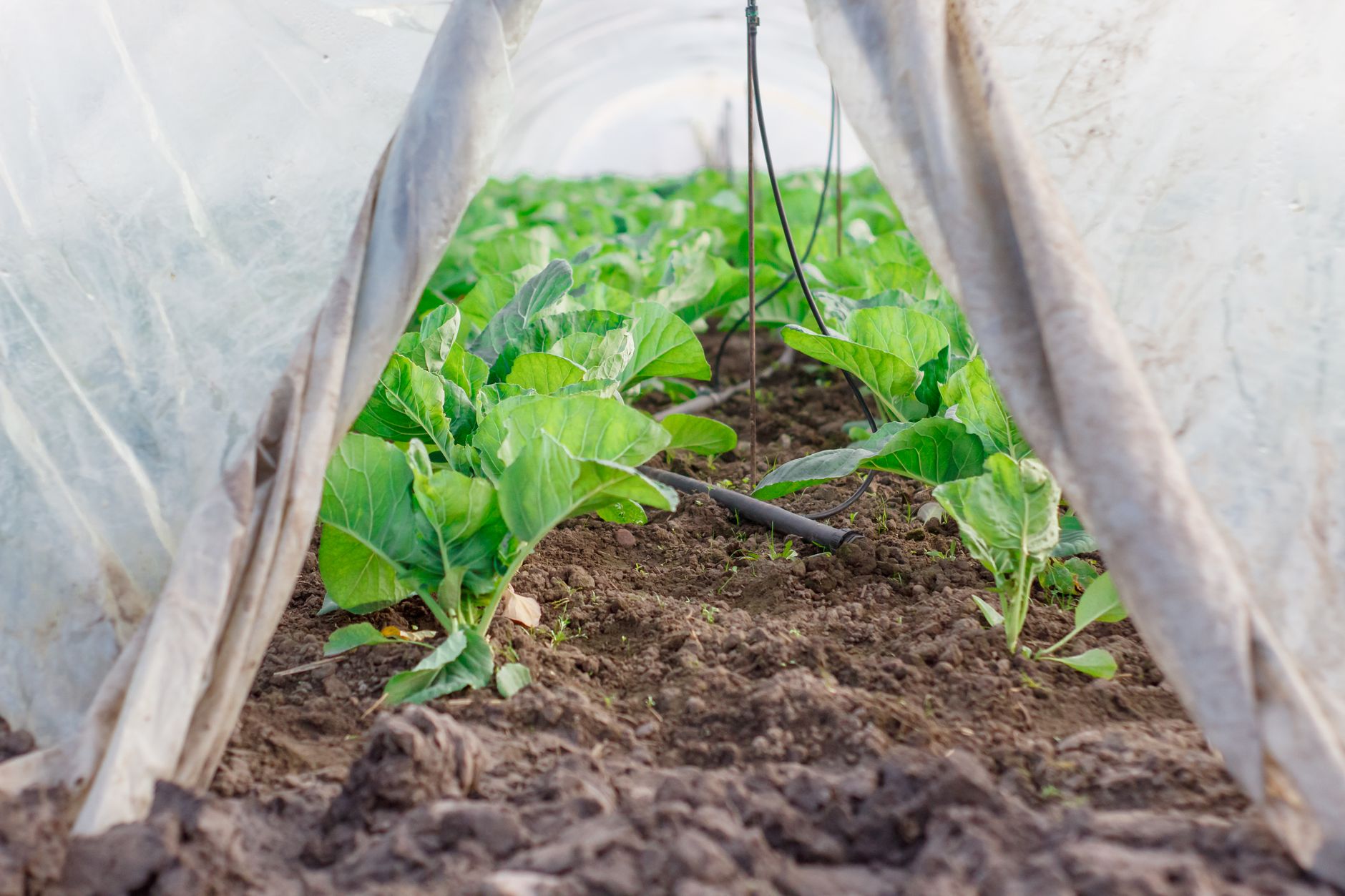Protections hivernales des plantes fragiles en plein mois de janvier — protection des plantes au jardin en hiver