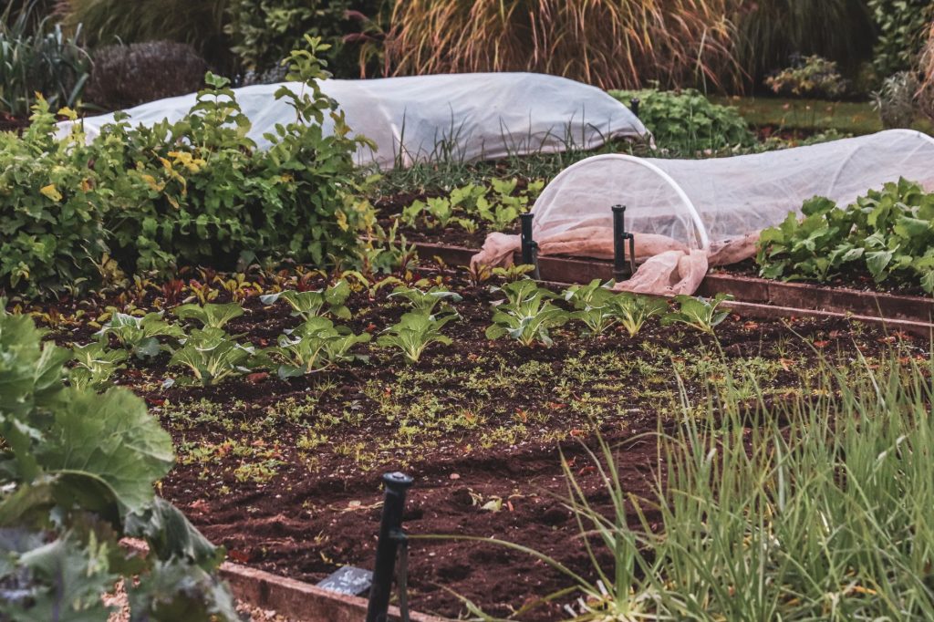 Que faire au jardin en — protection des plantes au jardin en hiver