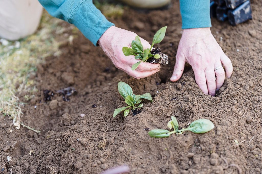 Que faire au jardin en — préparation jardin automnal plantation