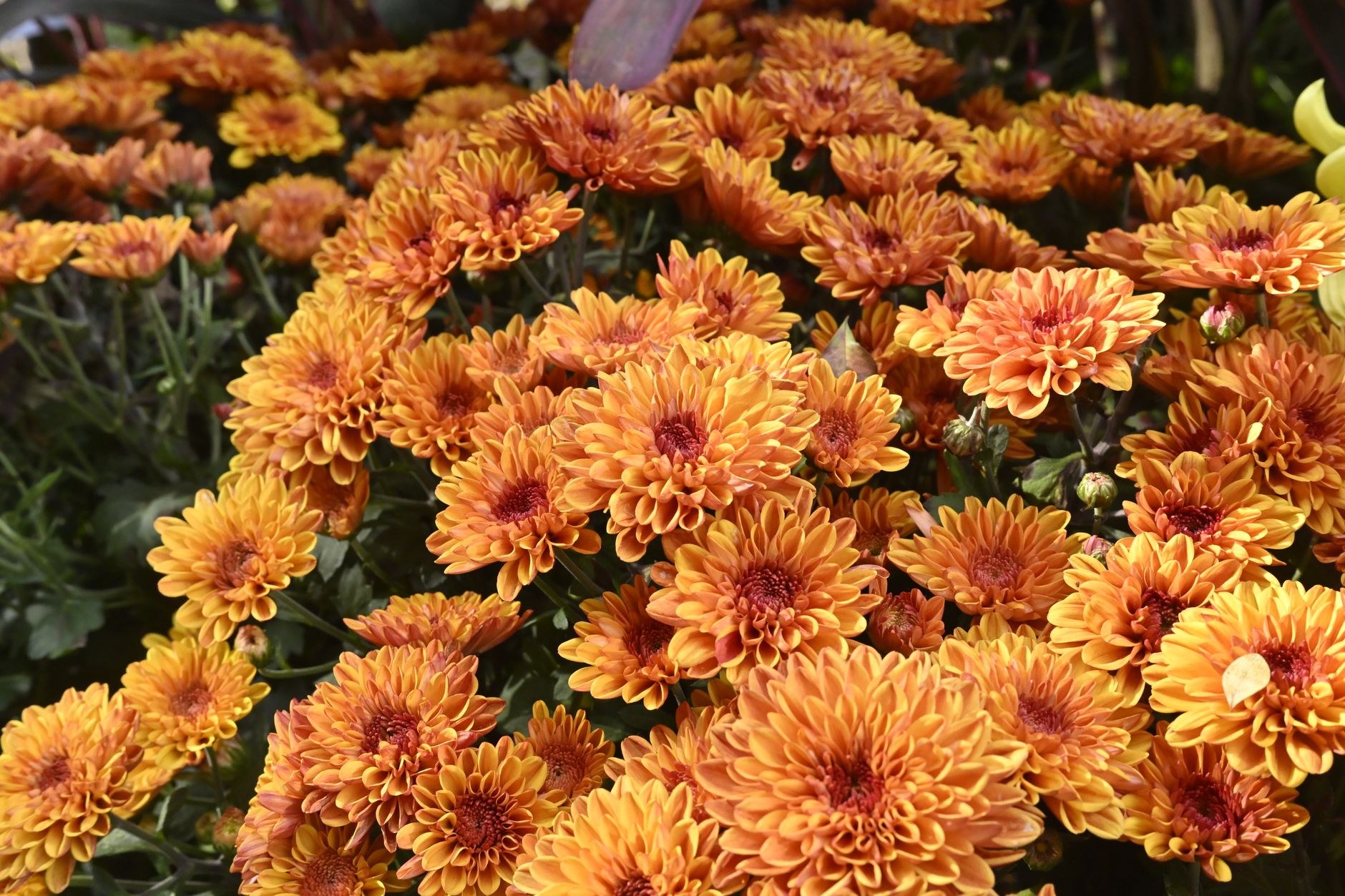 Jardinage en octobre : organiser les plantations d’automne sans se disperser — jardin d'automne avec fleurs plantées