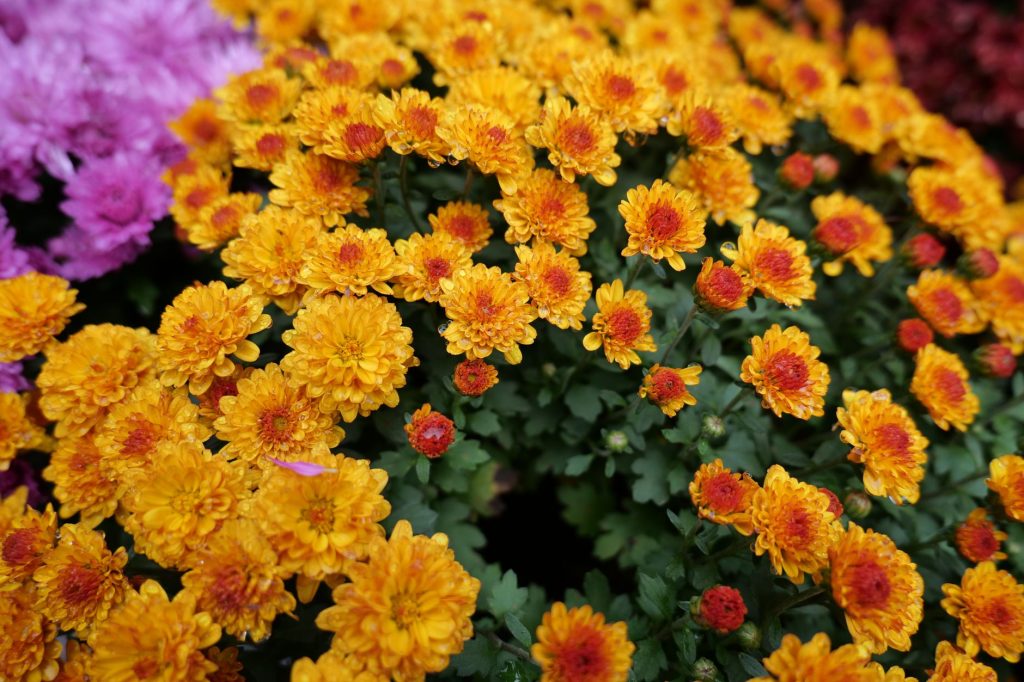 Que faire au jardin en — jardin d'automne avec fleurs plantées