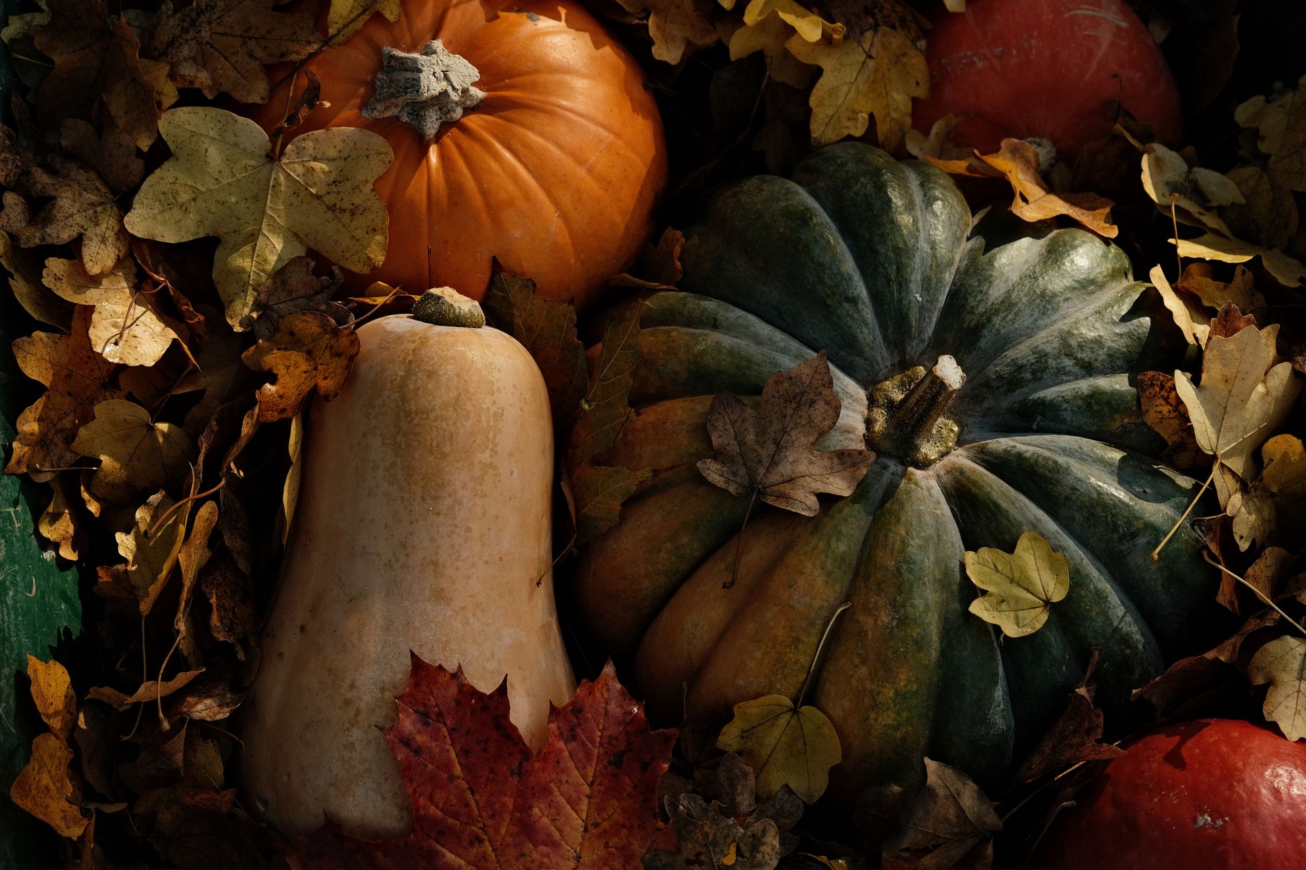 Que récolter en septembre au potager et au verger, et comment bien conserver — récolte de légumes au jardin d'automne