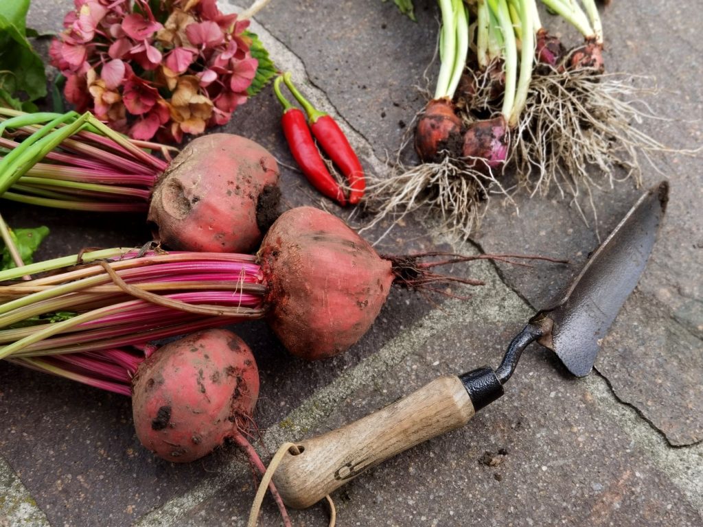 Que faire au jardin en — récolte de légumes au jardin d'automne
