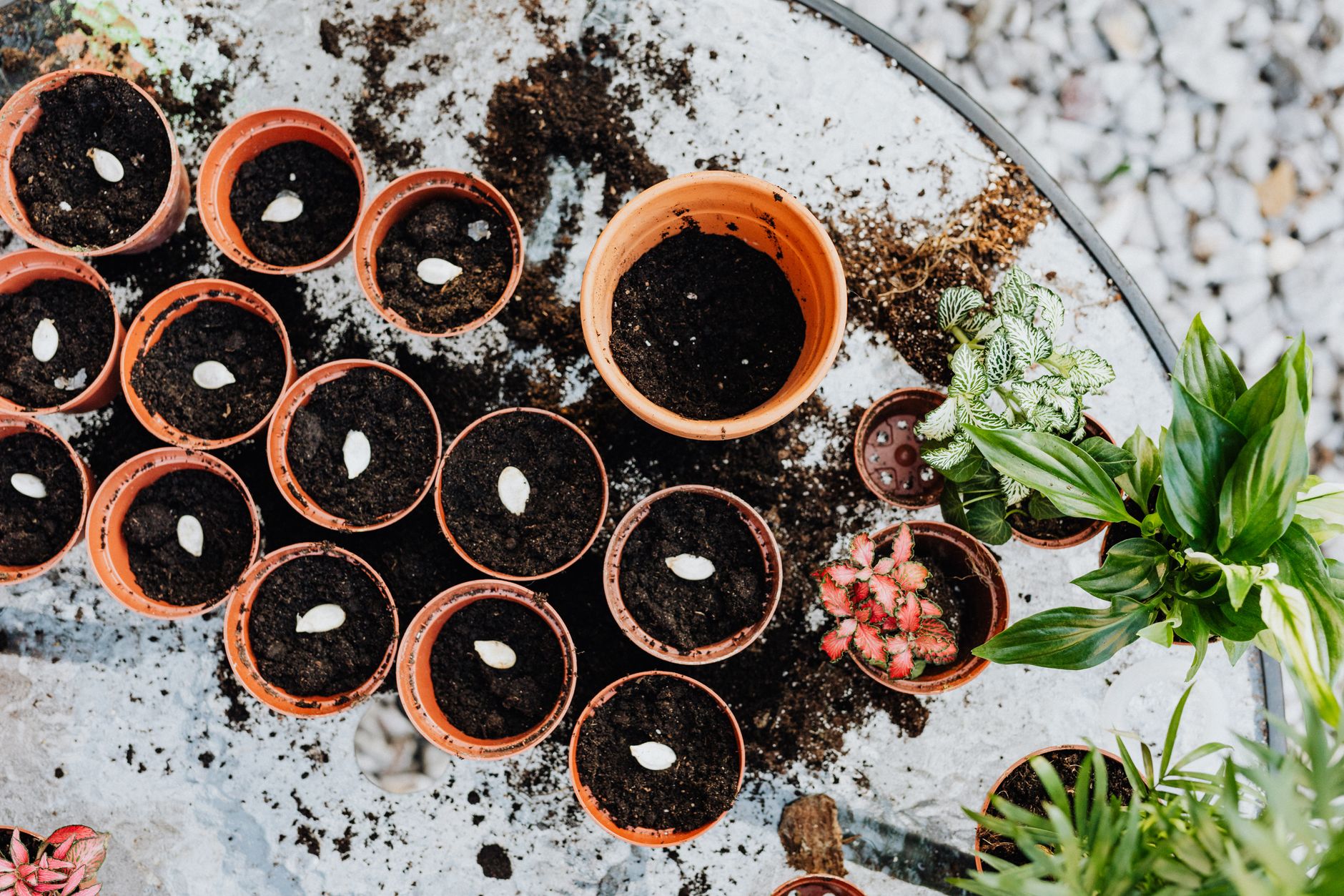 Que semer en juin au potager pour des récoltes d’été et d’automne — jardin potager semis de légumes d'été