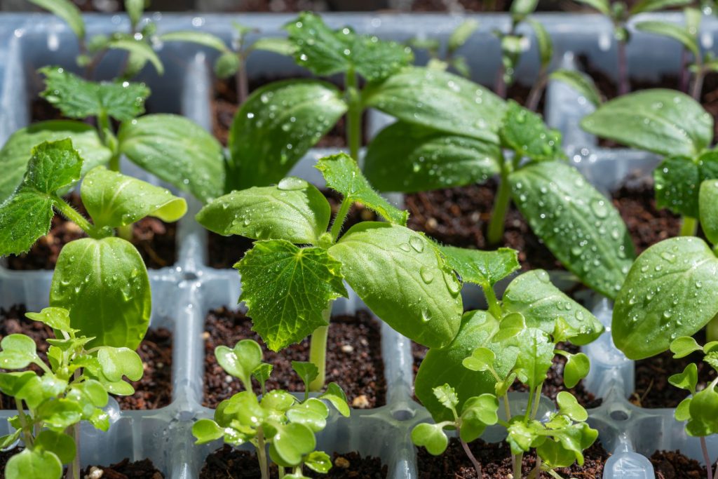 Que semer en juin au — jardin potager semis de légumes d'été