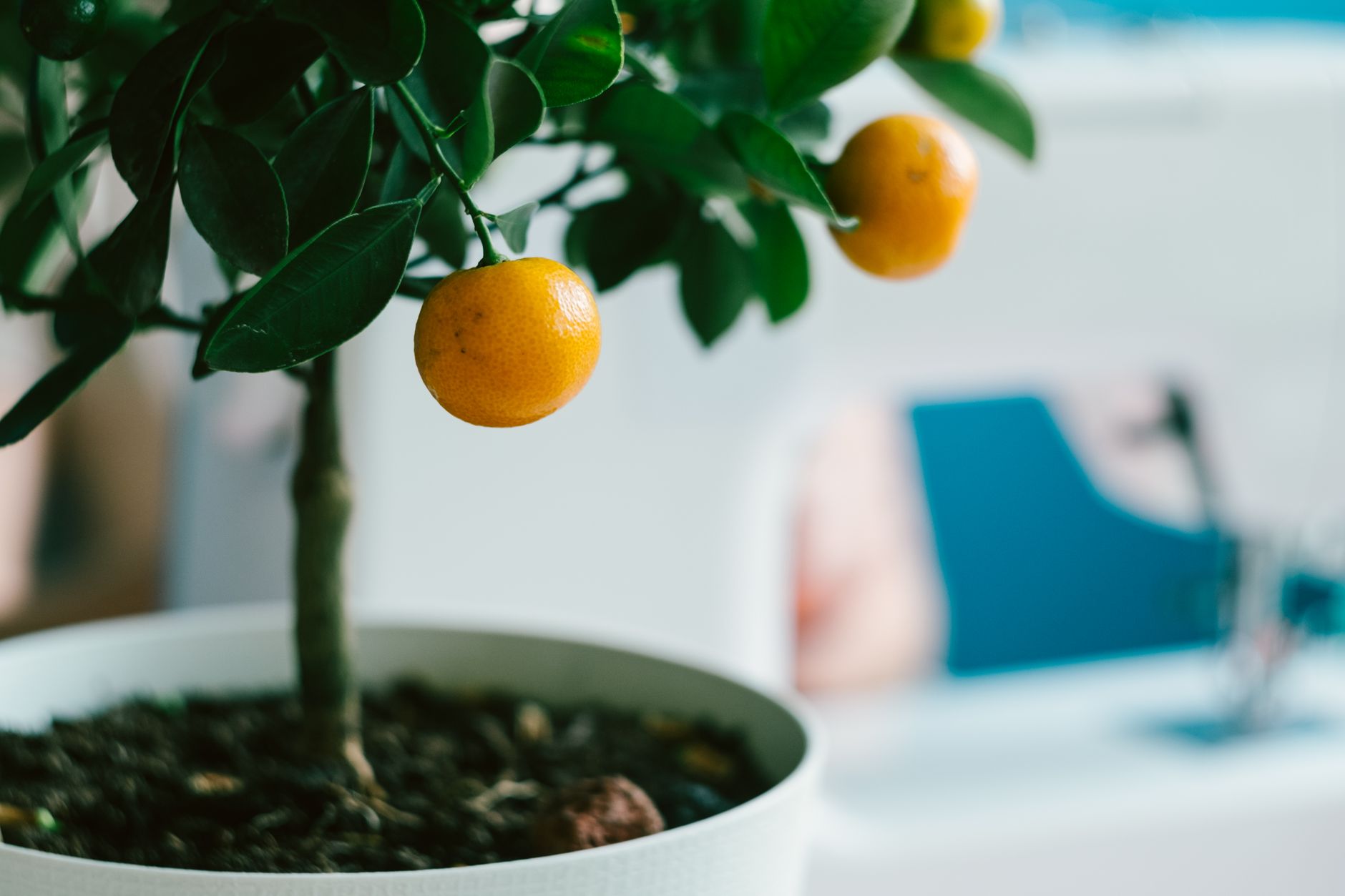 Arbres fruitiers vraiment adaptés à un petit jardin : quels profils viser pour ne pas se tromper — petits arbres fruitiers jardin