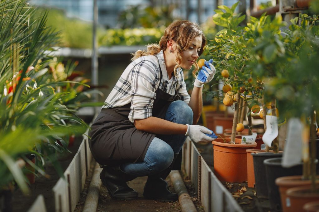 Quel arbre fruitier planter dans — petits arbres fruitiers jardin