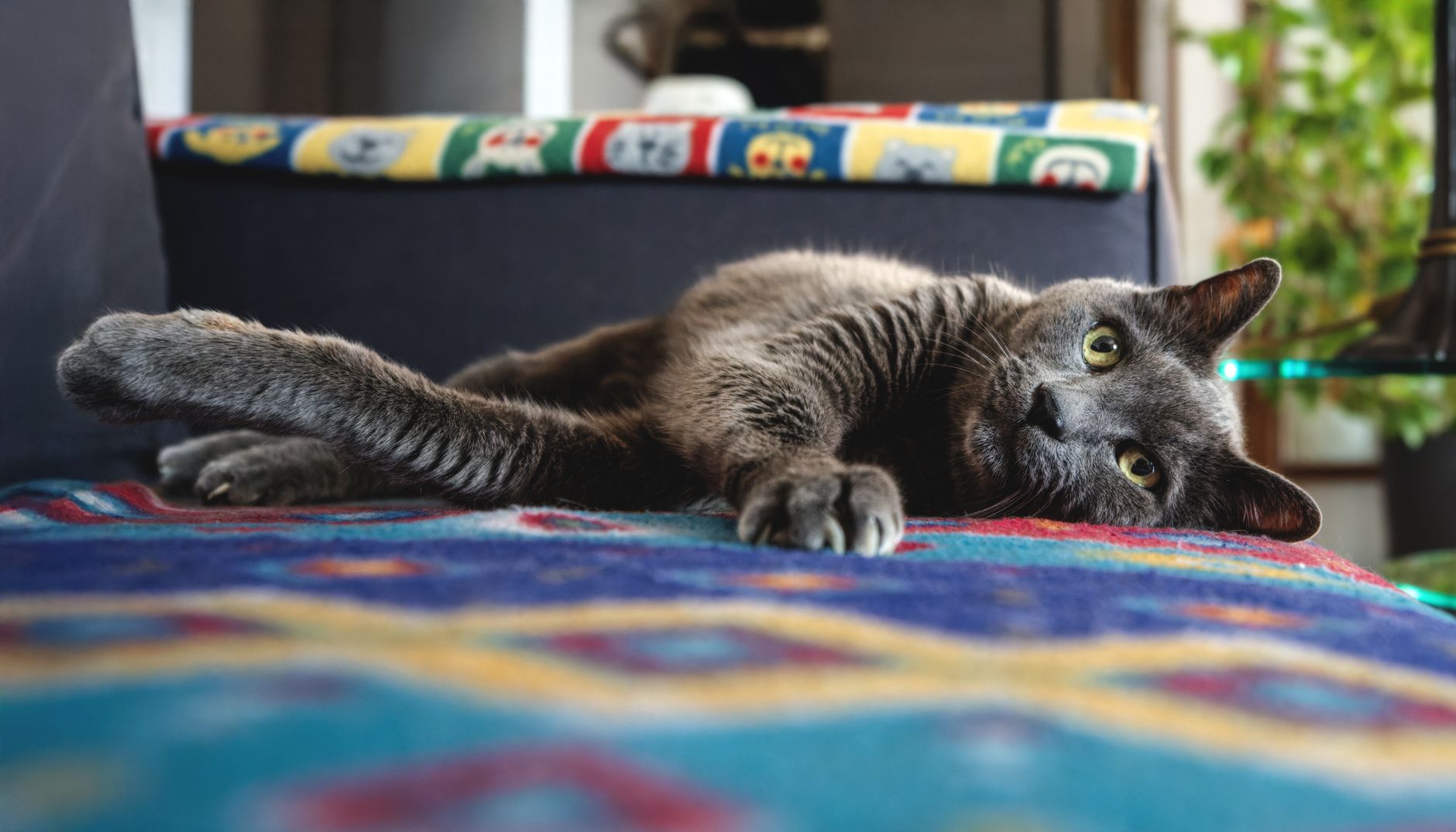 Chat qui fait pipi sur le canapé : causes médicales, douleurs cachées et rôle du vétérinaire — chat faisant pipi sur le canapé