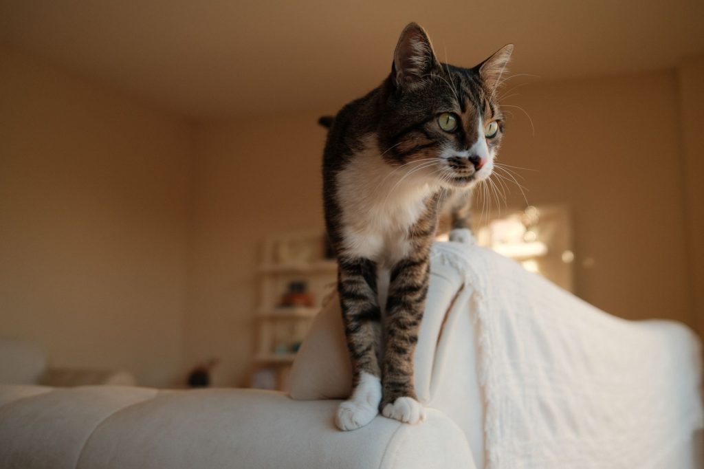 Comment empêcher un chat de — chat faisant pipi sur le canapé