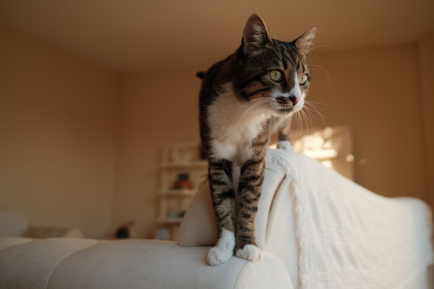 Comment empêcher un chat de faire pipi sur le canapé : causes et solutions