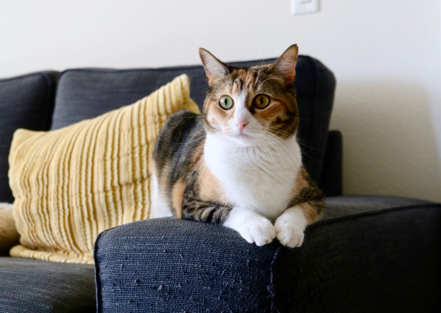Pourquoi les chats s’acharnent sur le canapé et comment transformer ce défaut en allié pour la protection canapé — chat griffant canapé meuble