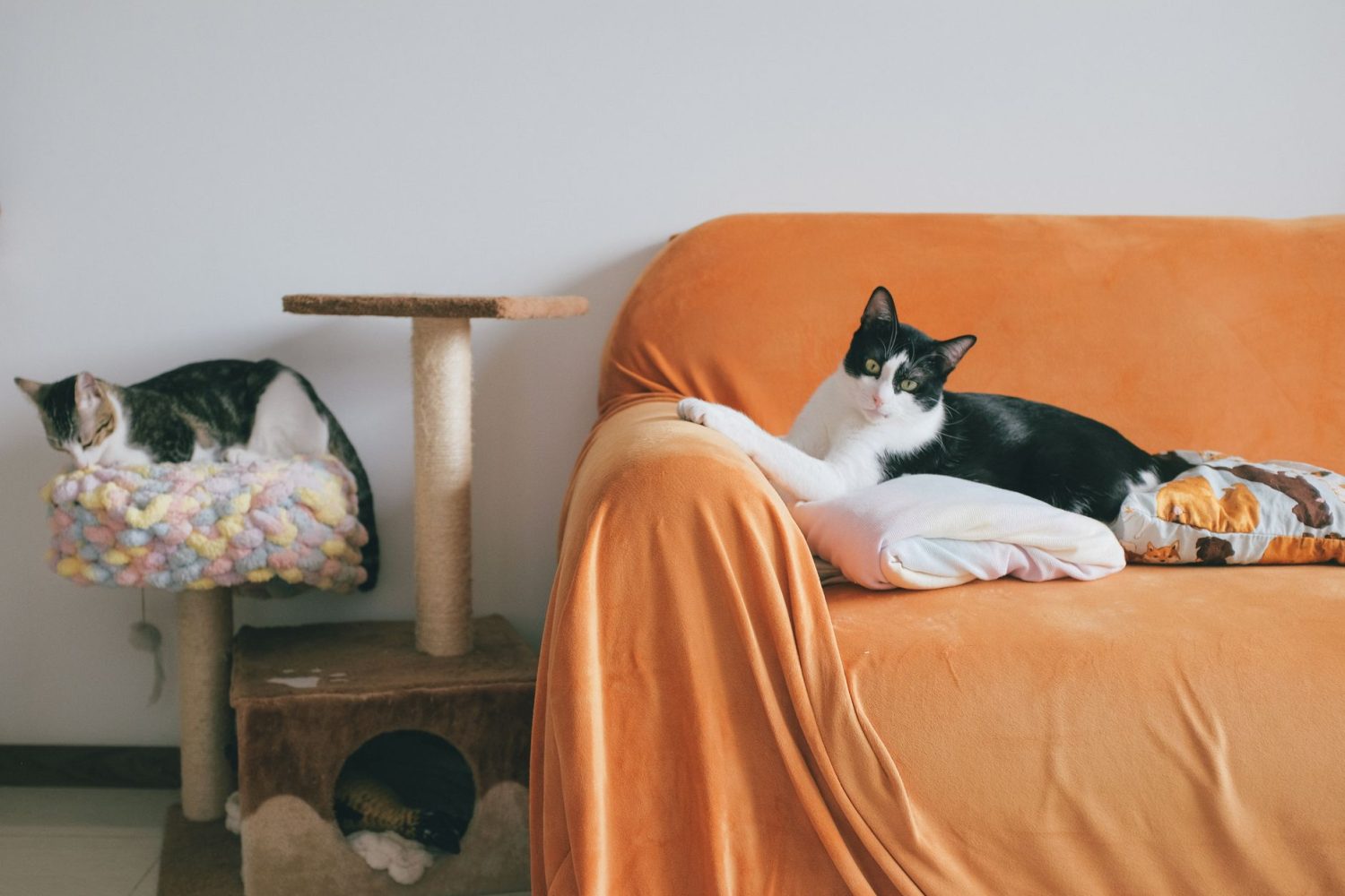 Comment protéger son canapé des griffes de chat : astuces et protections