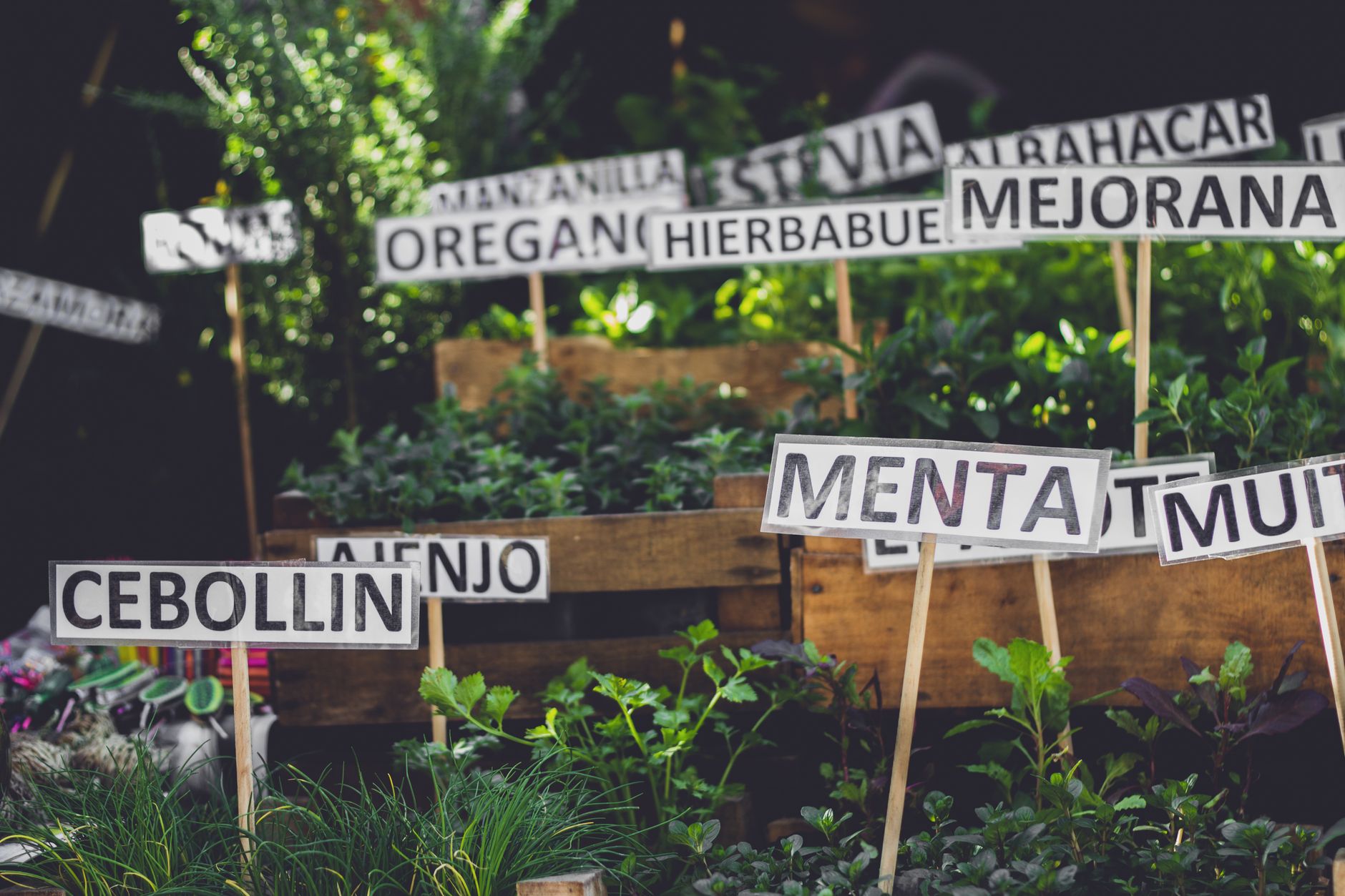 En bref : les repères du calendrier de plantation — jardinière d'herbes aromatiques variées