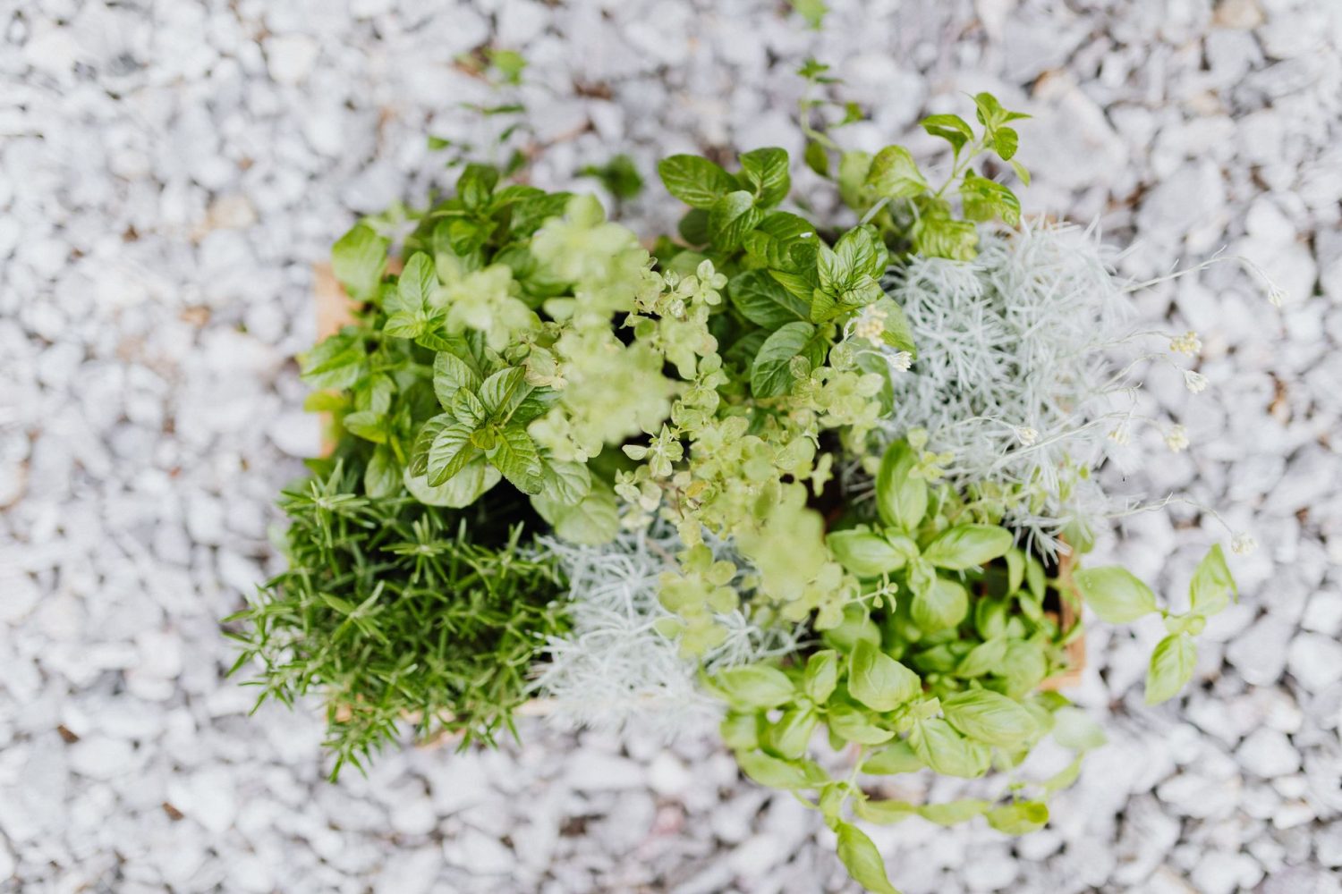 Quand planter des herbes aromatiques en jardinière : calendrier et conseils