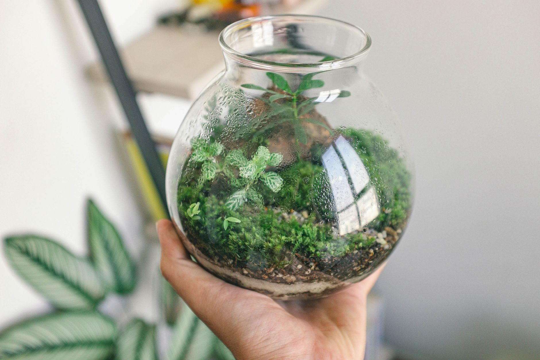 Quelle plante choisir pour un terrarium fermé selon son format — terrarium fermé avec différentes plantes