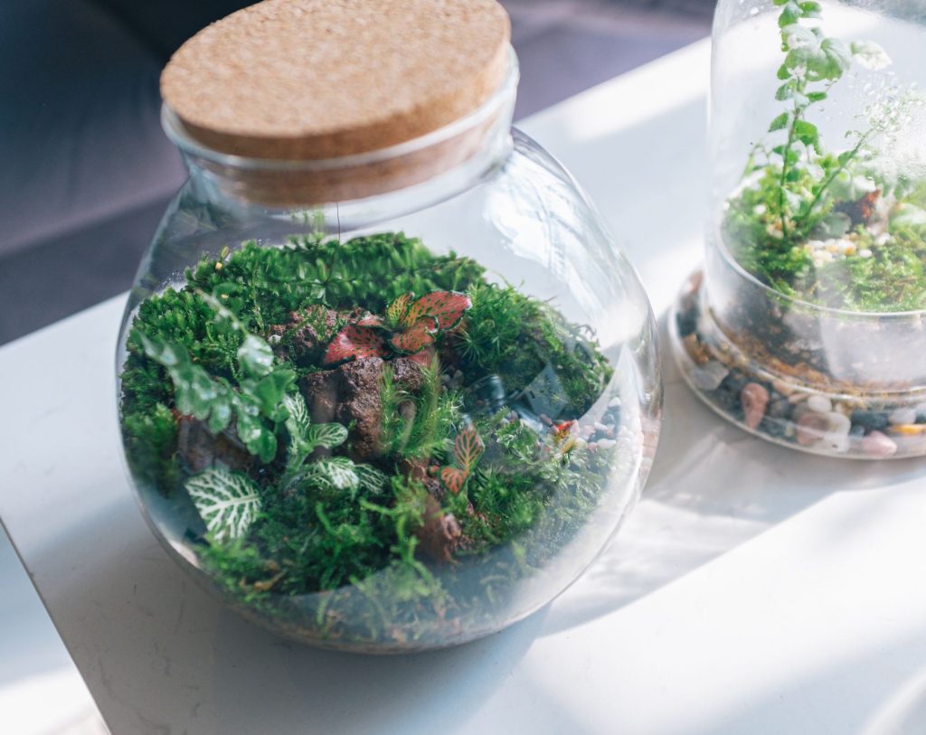 Quelle plante pour terrarium fermé — terrarium fermé avec différentes plantes
