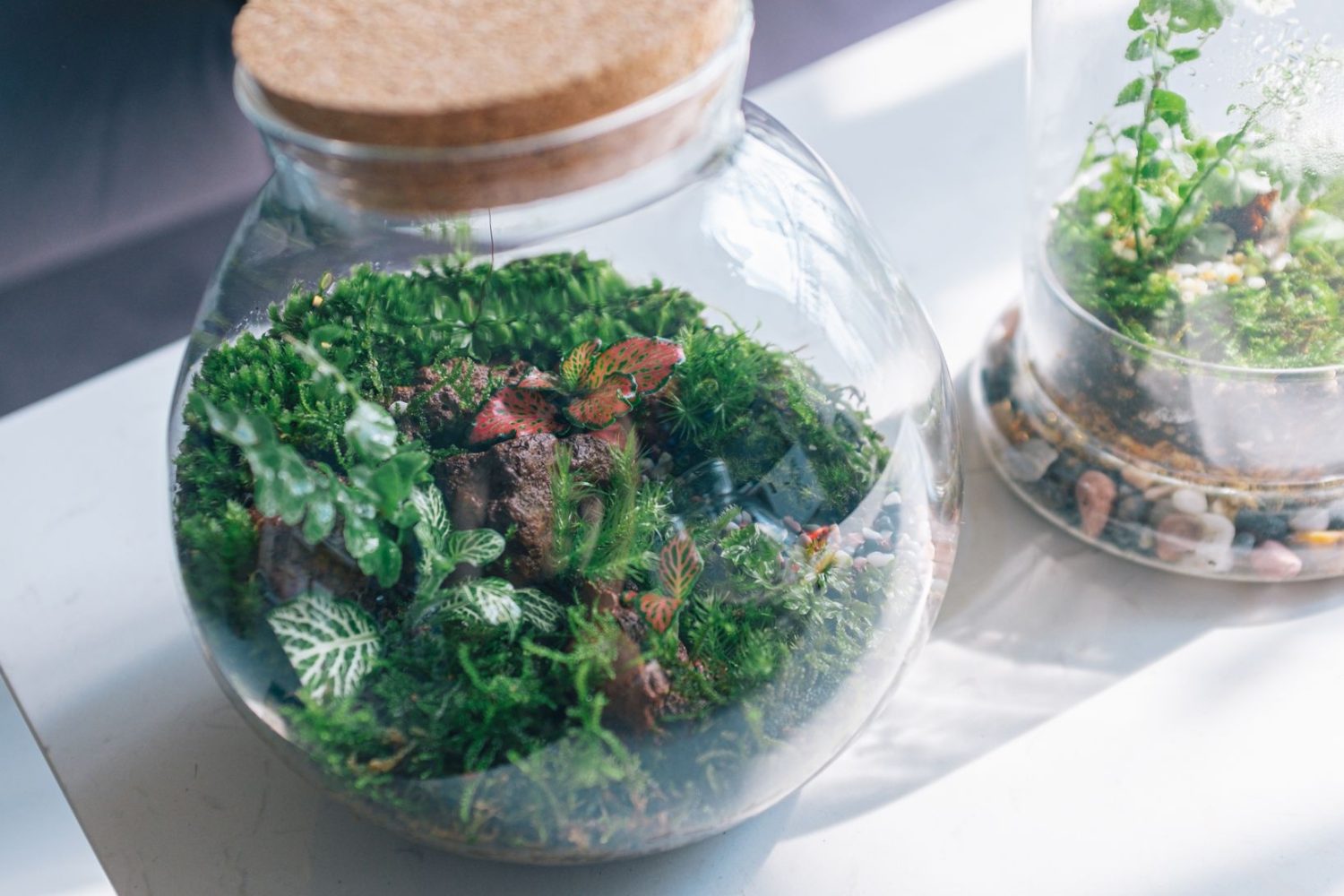 Quelle plante pour terrarium fermé : espèces idéales et conseils d’entretien
